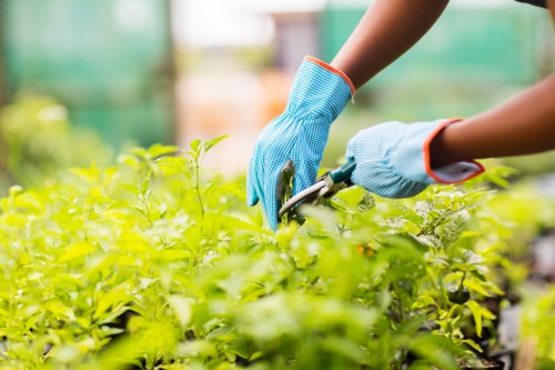 Reliable gardeners in St Mary Cray following safety and insurance procedures