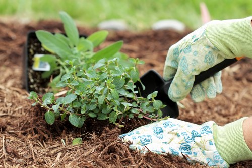 Seasonal planting and shrubs for landscape gardening in St Mary Cray