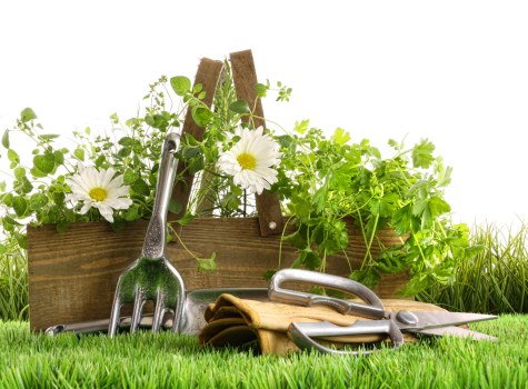 About Us Gardeners St Mary Cray supporting healthy plants and tidy borders