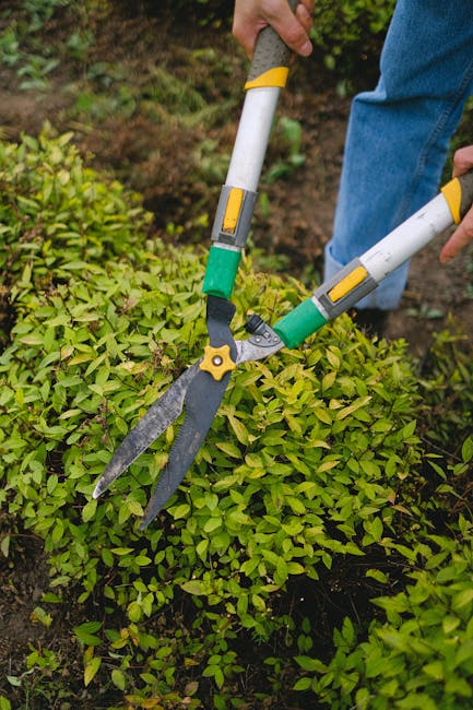 A close-up view of a gardener's hands using a pair of large, professional-grade hedge shears with yellow and green handles to trim a dense, green hedge in a garden. The hedge consists of small, vibran
