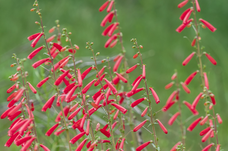 Hedge trimming landscape design