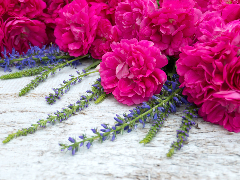 flower borders garden