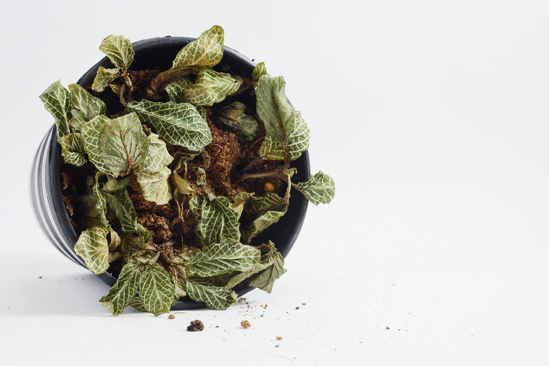 flower borders garden